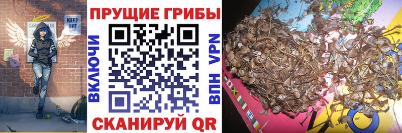 Галлюциногенные грибы прущие грибы  OMG как войти  Галич 